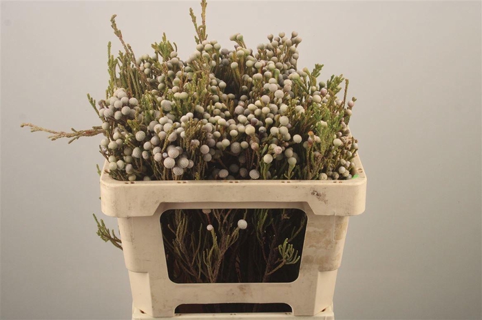 <h4>KAAPS GROEN</h4>