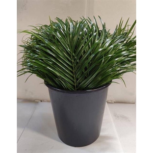 PHOENIX ROEBELENI BL
