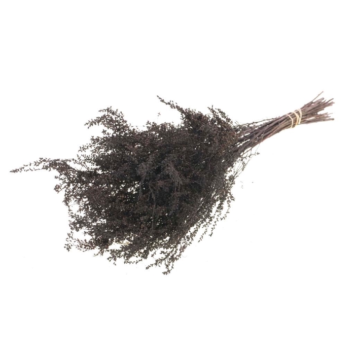 <h4>Solidago plant deep brown</h4>