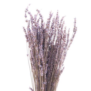 Dried lavandula dark blue 100gr