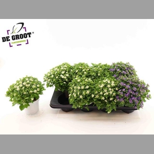 EXACUM OV