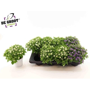 EXACUM OV