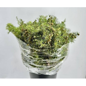 JUNIPERUS JENEVERBES*