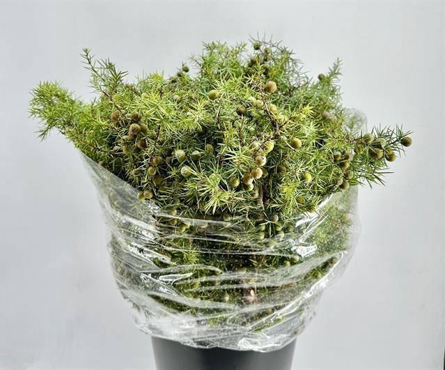 <h4>JUNIPERUS JENEVERBES*</h4>