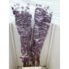 CALLICARPA BOD PROFU