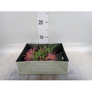 Arr.  Tillandsia L%
