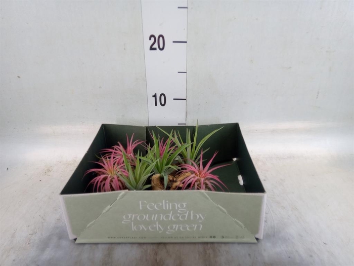 <h4>Arr.  Tillandsia L%</h4>