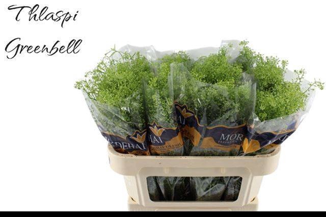 <h4>LEP RU GREEN BELL</h4>