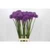 Allium Gladiator