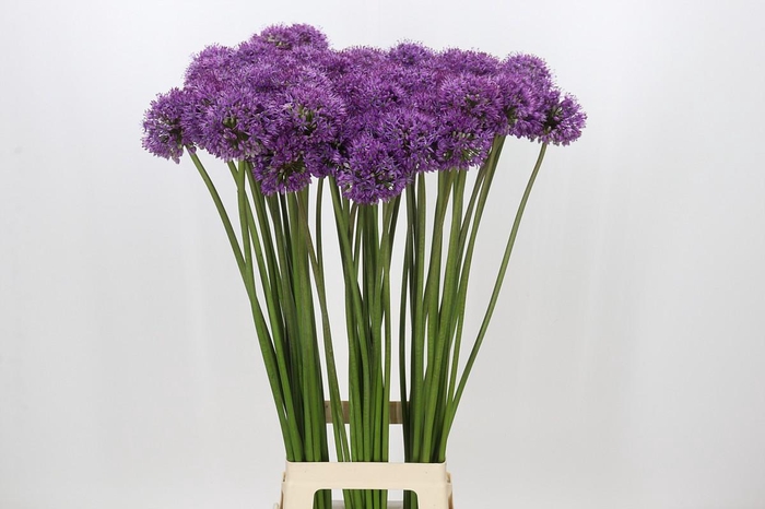 Allium Gladiator
