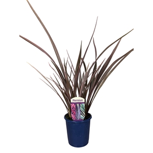 Phormium Tropical