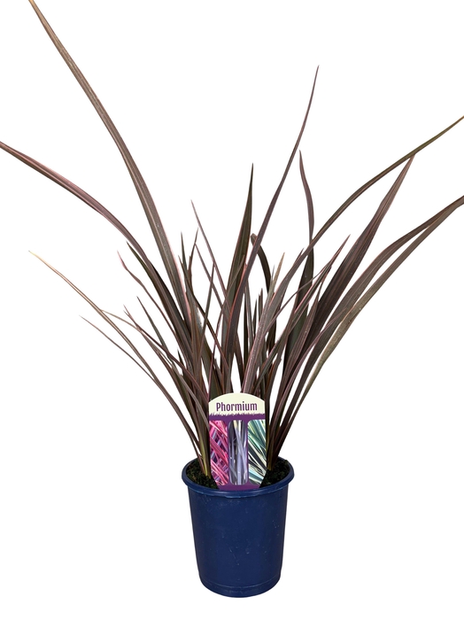 <h4>Phormium Tropical</h4>