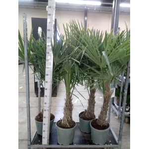 Trachycarpus fortunei