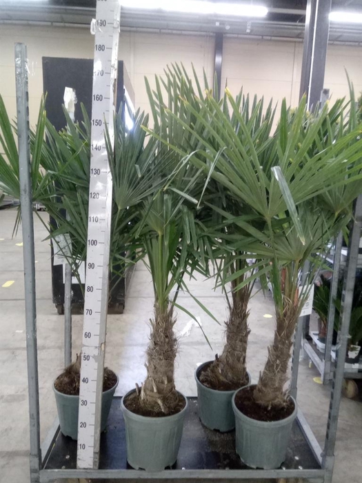 <h4>Trachycarpus fortunei</h4>
