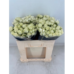 R TR MILKY WAY Water