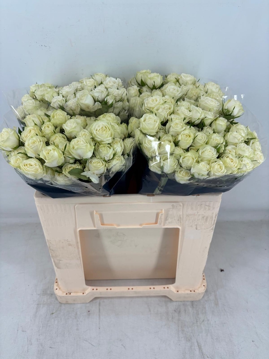 <h4>R TR MILKY WAY Water</h4>