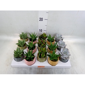 Succulents   ...mix 5