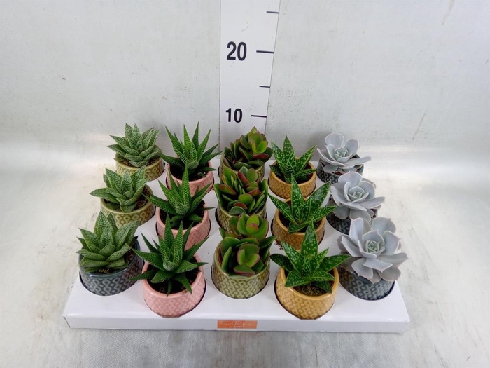 <h4>Succulents   ...mix 5</h4>