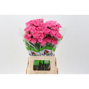 Dianthus ST 'Tonic Golem'