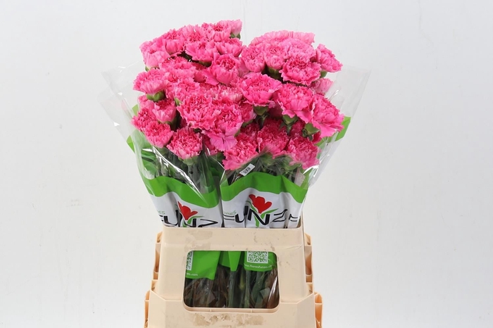 <h4>Dianthus ST 'Tonic Golem'</h4>