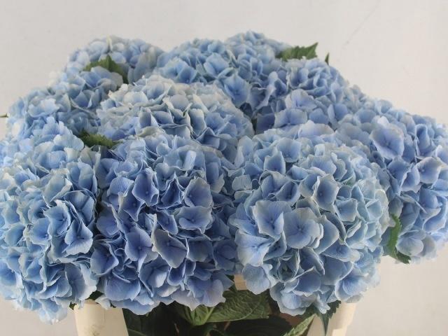 <h4>Hydr M Ch Verena Bl</h4>