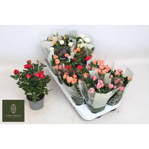 RO KORDANA GEM 5 SRT