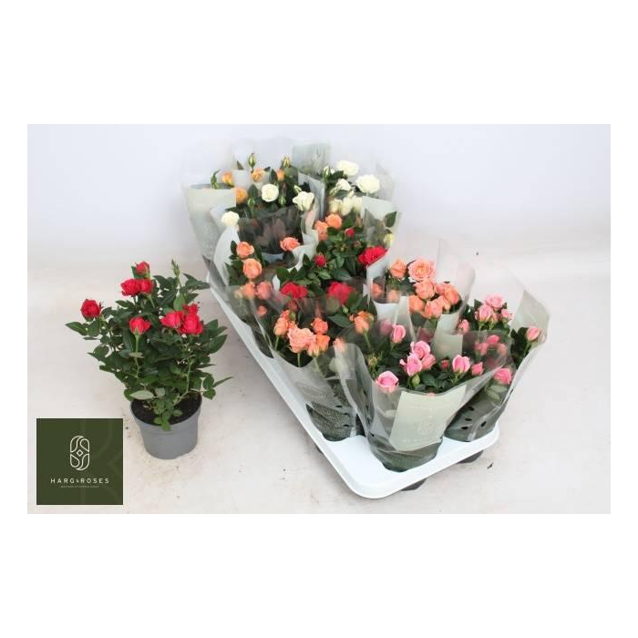 <h4>RO KORDANA GEM 5 SRT</h4>