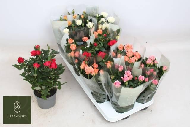 RO KORDANA GEM 5 SRT