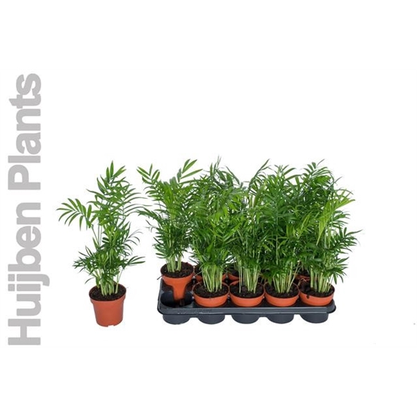 <h4>Chamaedorea pot 12 cm</h4>