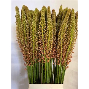 Eremurus Cleopatra