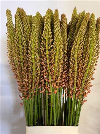 <h4>Eremurus Cleopatra</h4>