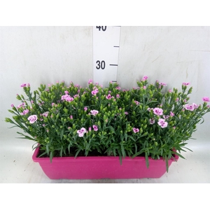 Dianthus  'Pink Kisses'