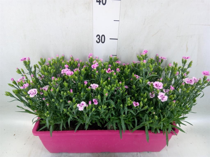 <h4>Dianthus  'Pink Kisses'</h4>