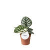 Alocasia