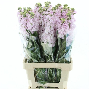 MATTH IRON CHERRY BL