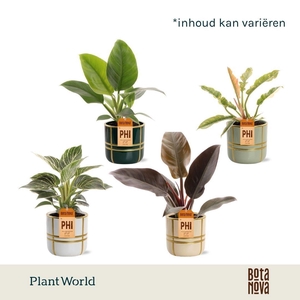 Philodendron Mix in Lauri keramiek