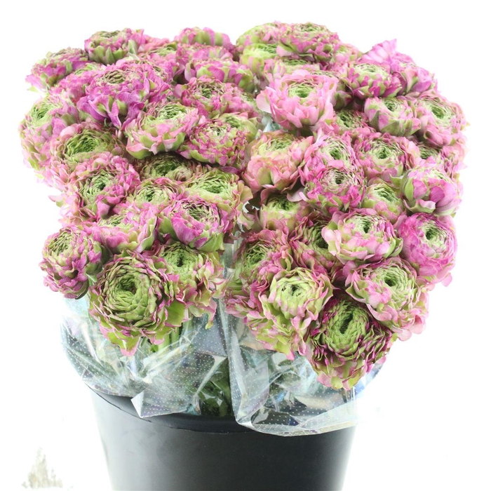 <h4>Ran Ponpon Malva Lila Extra</h4>