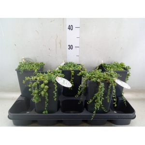 Senecio herreianus