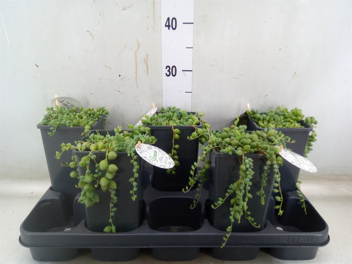 <h4>Senecio herreianus</h4>