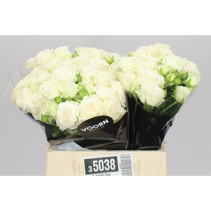 Rosa Tr Bridal Flow
