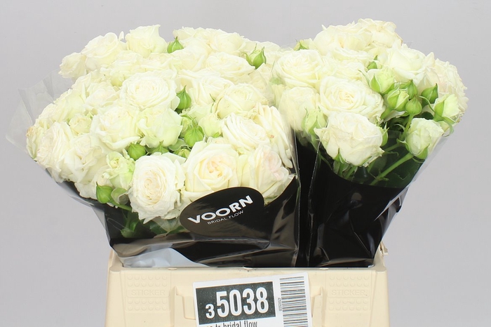 <h4>Rosa Tr Bridal Flow</h4>