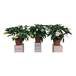 Brugmansia struik mix 33 cm