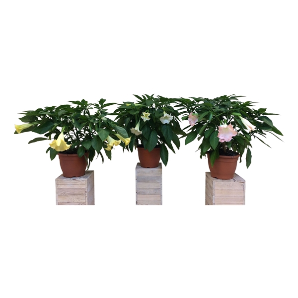 <h4>Brugmansia struik mix 33 cm</h4>