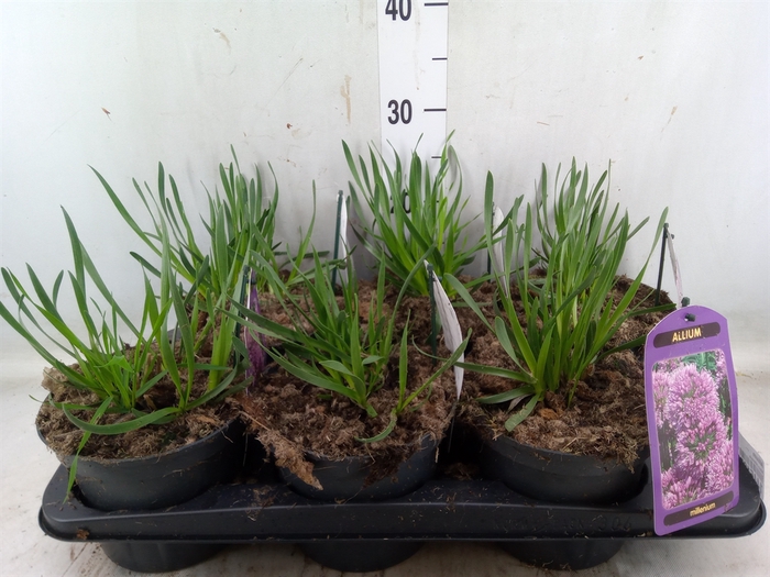 <h4>Allium   ...</h4>