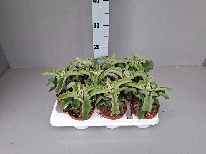<h4>Kalanchoe NF   ...</h4>