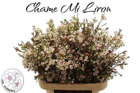 <h4>Chame Mi Liron</h4>