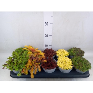 Sedum   ...