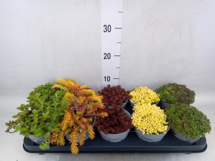 <h4>Sedum   ...</h4>