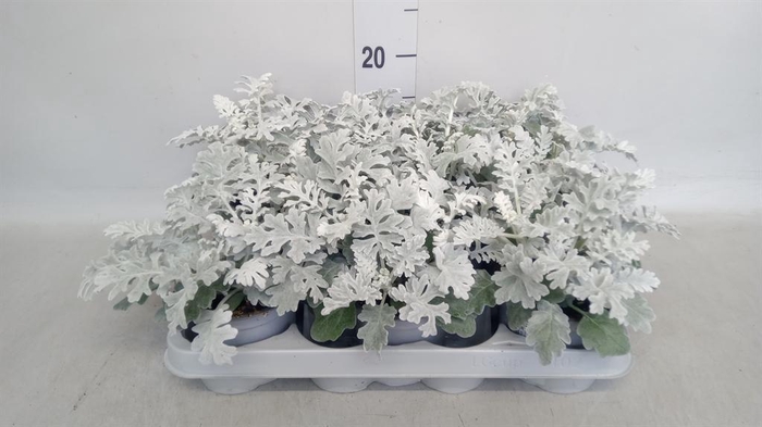 <h4>Jacobaea maritima</h4>