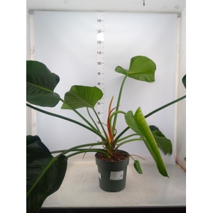 Philodendron  'Green Beauty'
